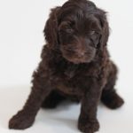 chocolate-labradoodle-puppy