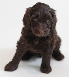 chocolate-labradoodle-puppy