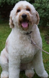 cream-labradoodle-adult