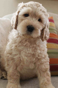 Cream labradoodle sale puppy