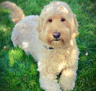 how big do golden labradoodles get