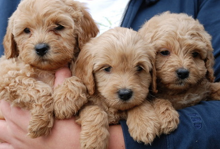 Caramel store labradoodle puppy