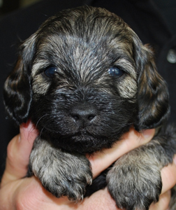 multi-colored-labradoodle-puppy