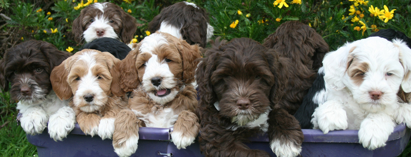 do labradoodle puppies change color