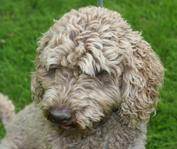 Cafe colored cheap labradoodle