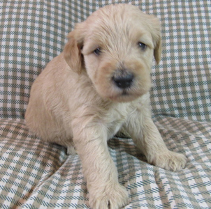 parchment-labradoodle-puppy