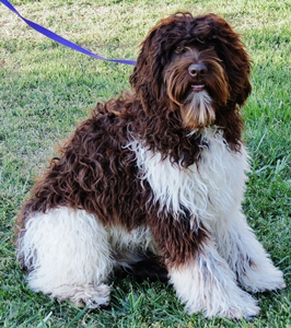 chocolate and white parti labradoodle