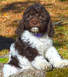 parti-labradoodle-puppy