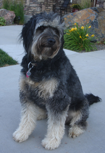 phantom-labradoodle-adult