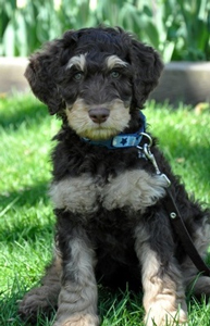 phantom-labradoodle-puppy