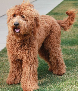 red labradoodle