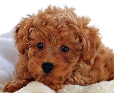 Caramel clearance colored labradoodle