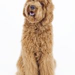 different-labradoodle-coat-types