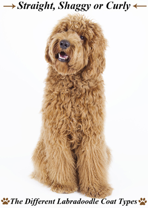 Wavy shop fleece labradoodle