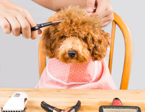 how often should i get my labradoodle groomed