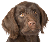 flat haired labradoodle