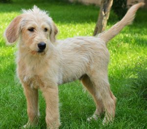 Labradoodle wavy hotsell