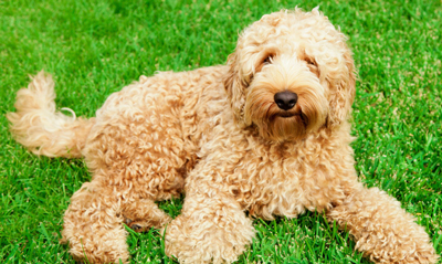 Fleece coated sale labradoodles