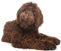 do all labradoodles have curly hair