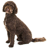 wool-labradoodle