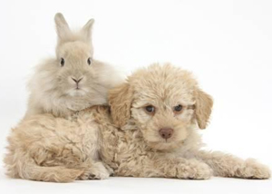 cutest labradoodle names