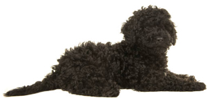 black-labradoodle-puppy