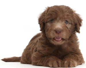 chocolate-labradoodle-puppy