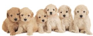 cream-labradoodle-name