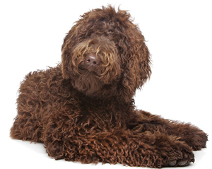 Black store labradoodle names