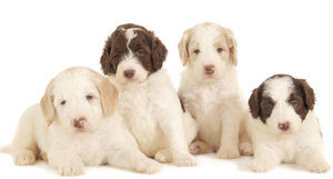 multi-colored-labradoodle-names