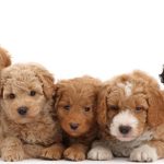 names-for-new-labradoodle-puppy