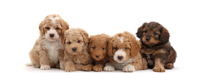 Labradoodle Names - A Collection of the Most Adorable ...