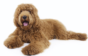 popular-labradoodle-names