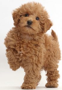 cutest labradoodle names