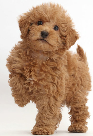 Labradoodle Names - A Collection of the Most Adorable Names for Your ...