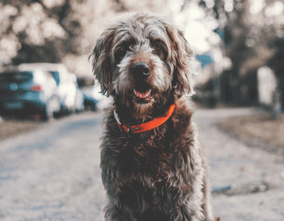 How long does a miniature labradoodle live