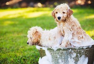 Curly hair clearance labradoodle