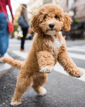 miniature poodle lab mix