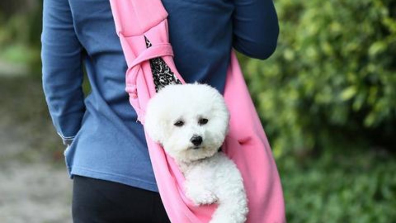 large dog sling carrier