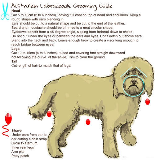 grooming-guide