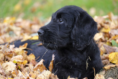 black-labradoodle-1