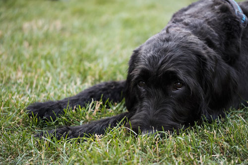 Labradoodle Images and Photos - Labradoodles & Dogs