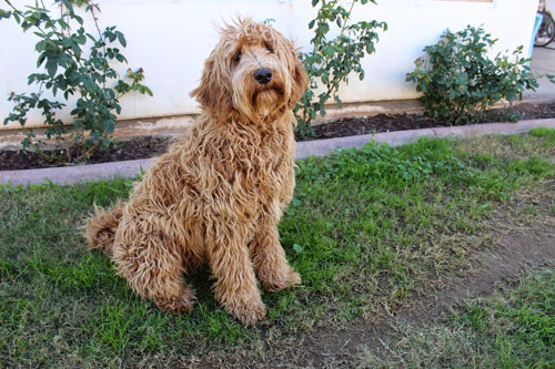 golden-labradoodle-20