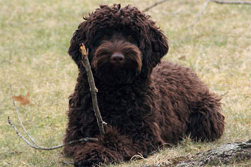 labradoodle-black-1