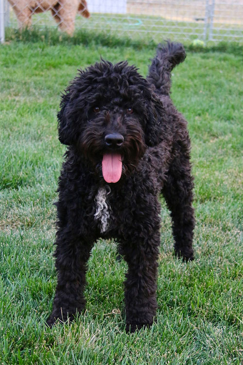 labradoodle-black-10