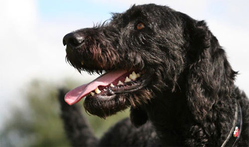 labradoodle-black-2