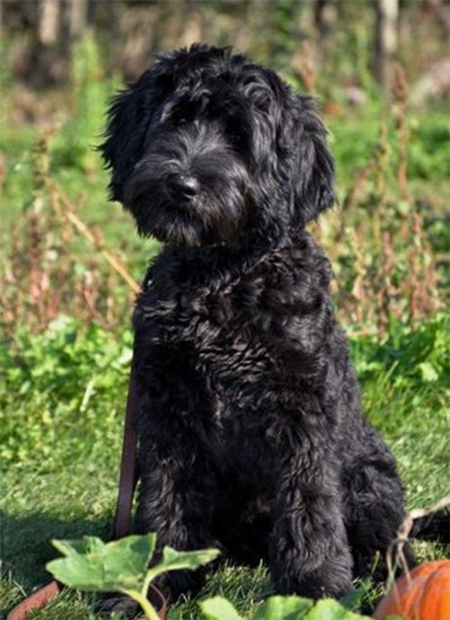 labradoodle-black-4