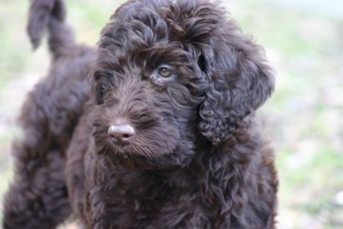 labradoodle-black-5