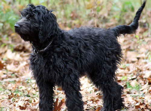 labradoodle full grown black