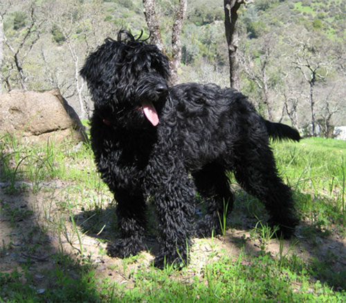 labradoodle-black-9